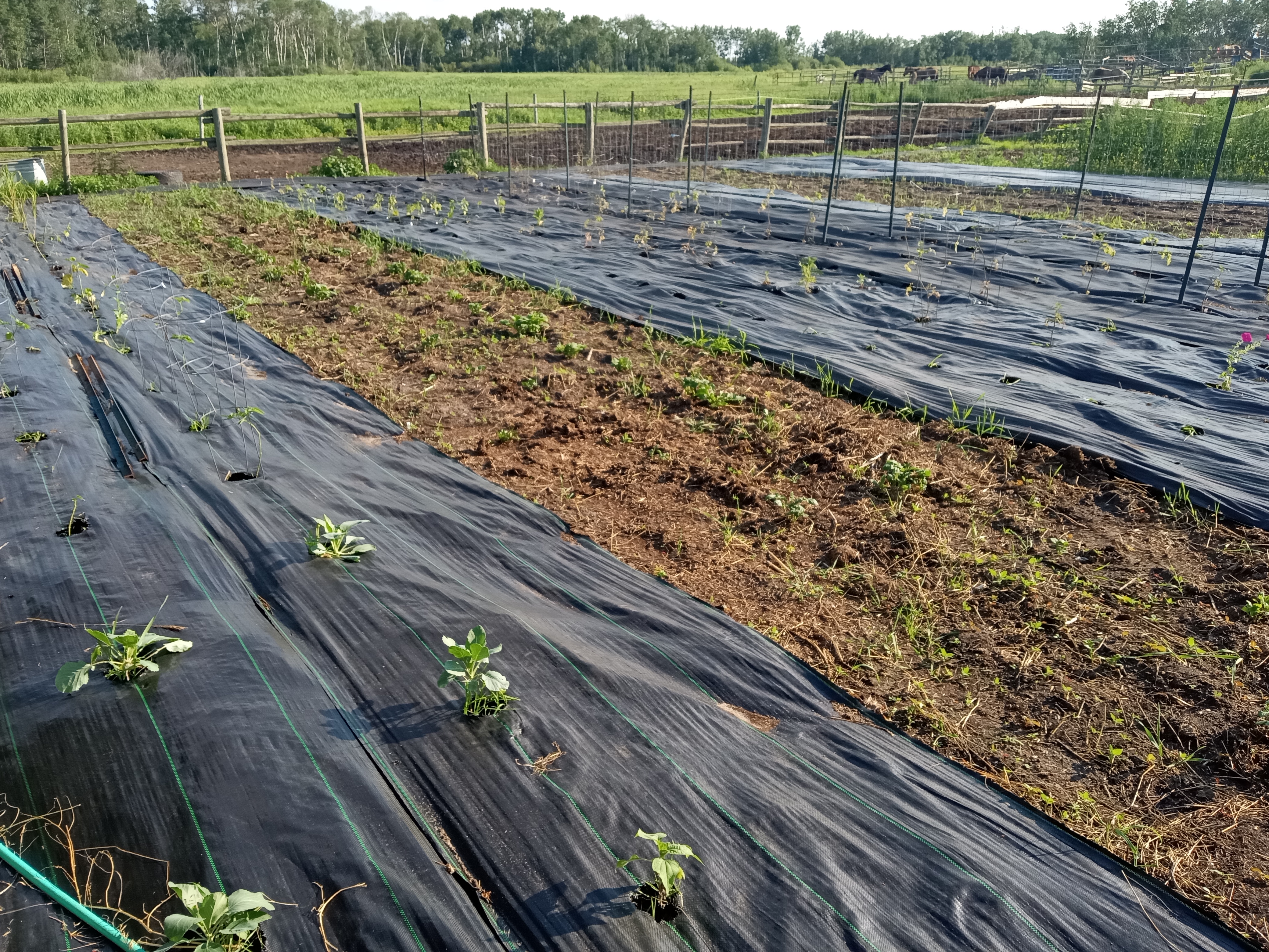Zone 3 - 2026 Garden is in - Potato patch