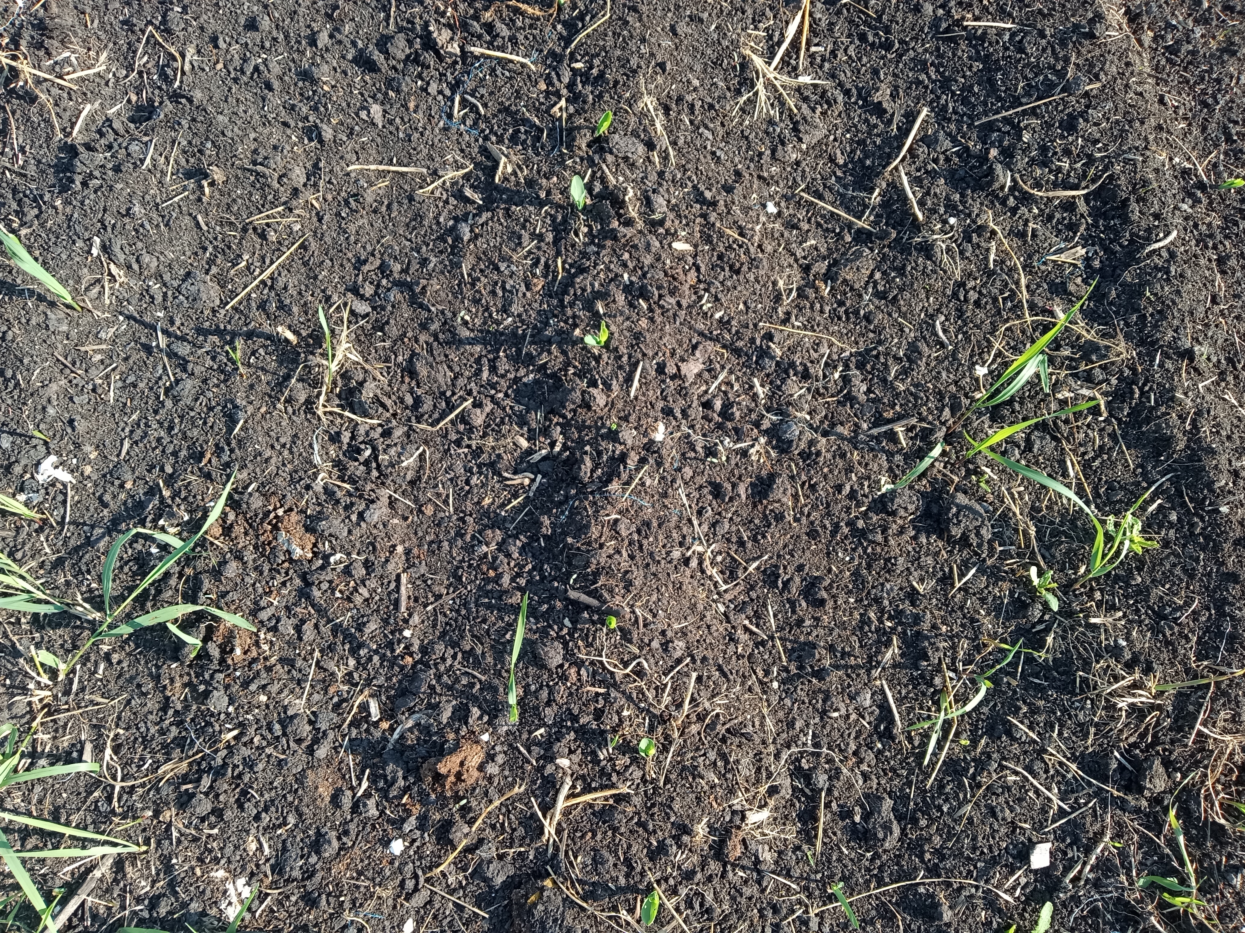 Zone 3 garden - corn germinating