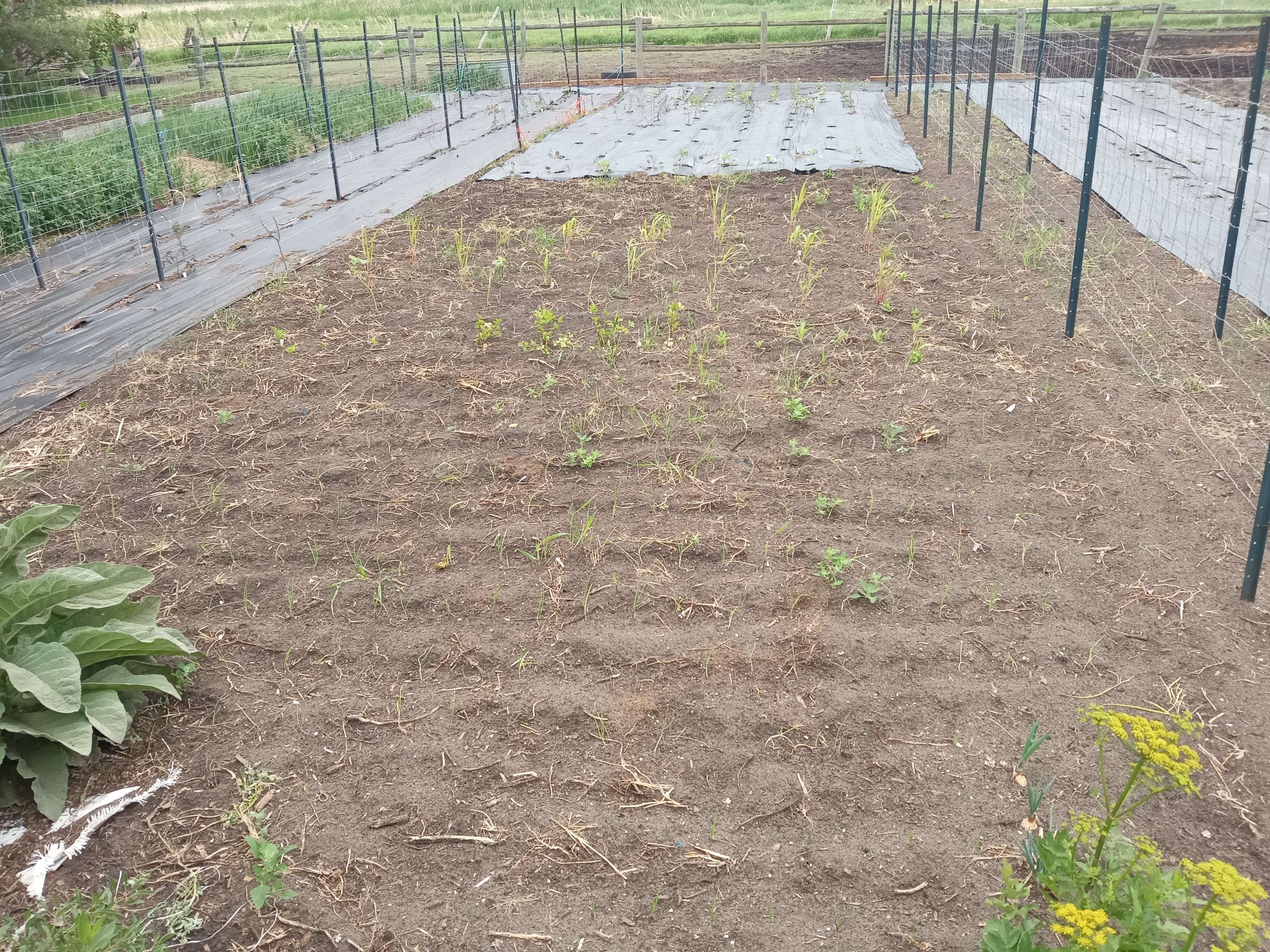 Interesting summer garden - onion pepper patch in
