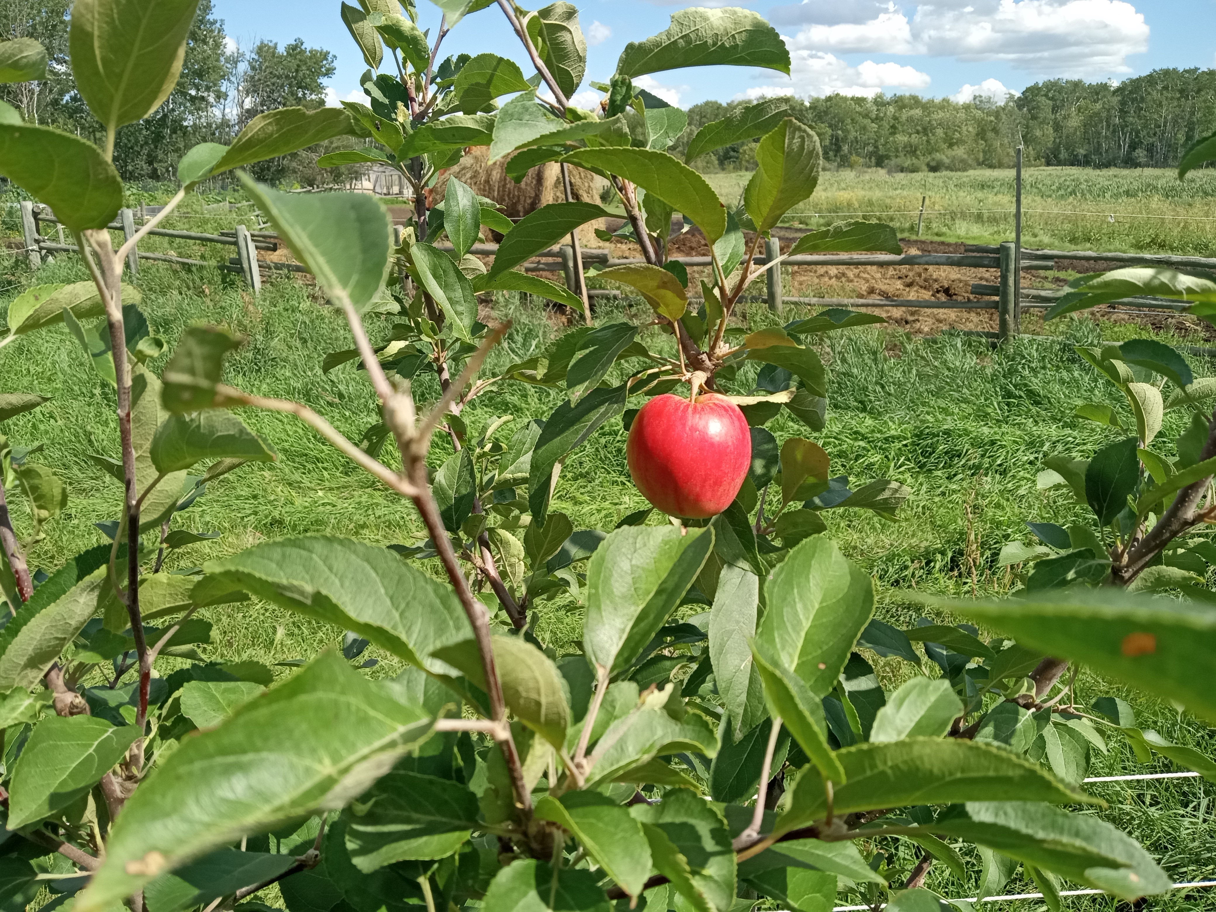 Interesting summer garden - Norland apple 2025