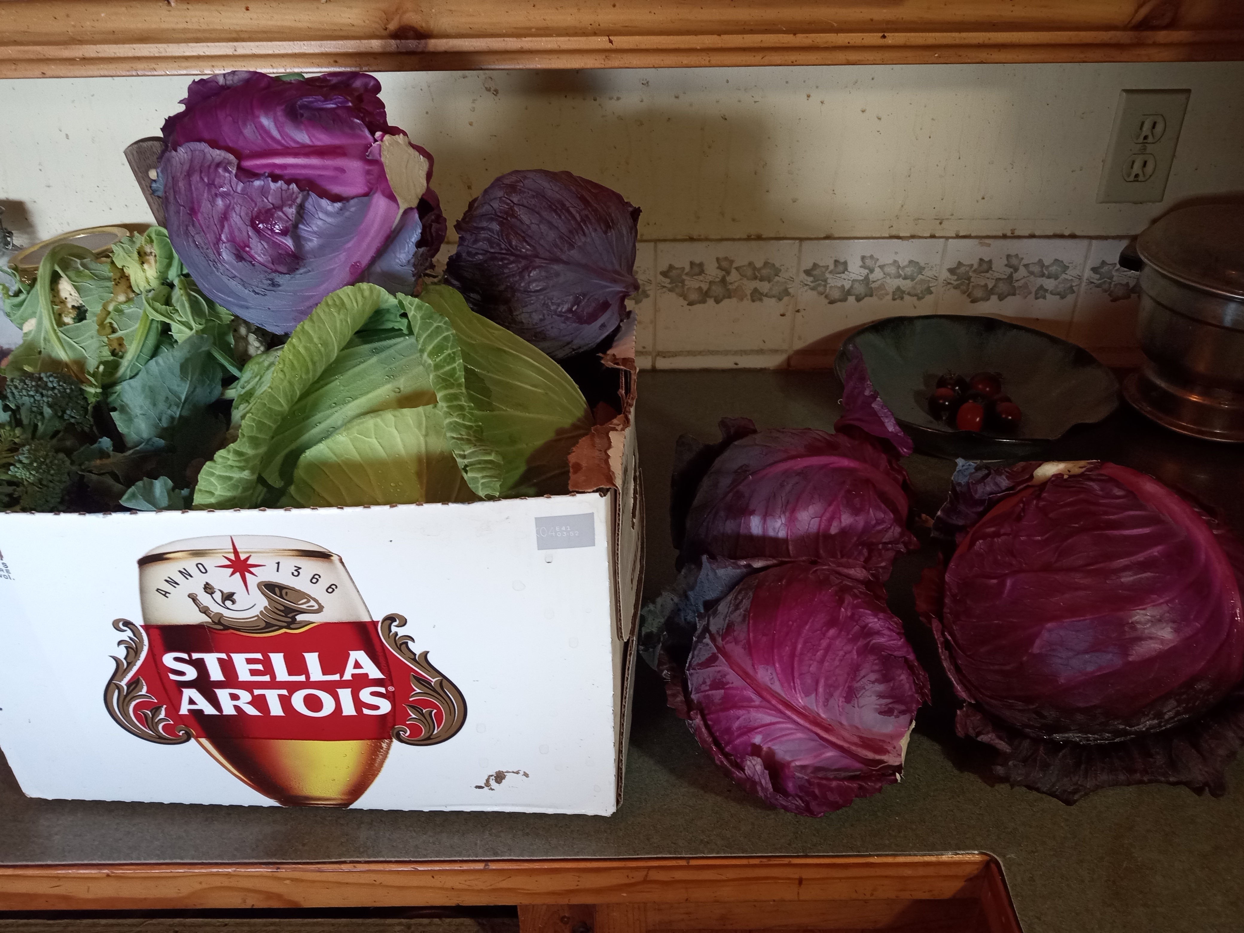 Interesting summer garden- last of cabbage harvest