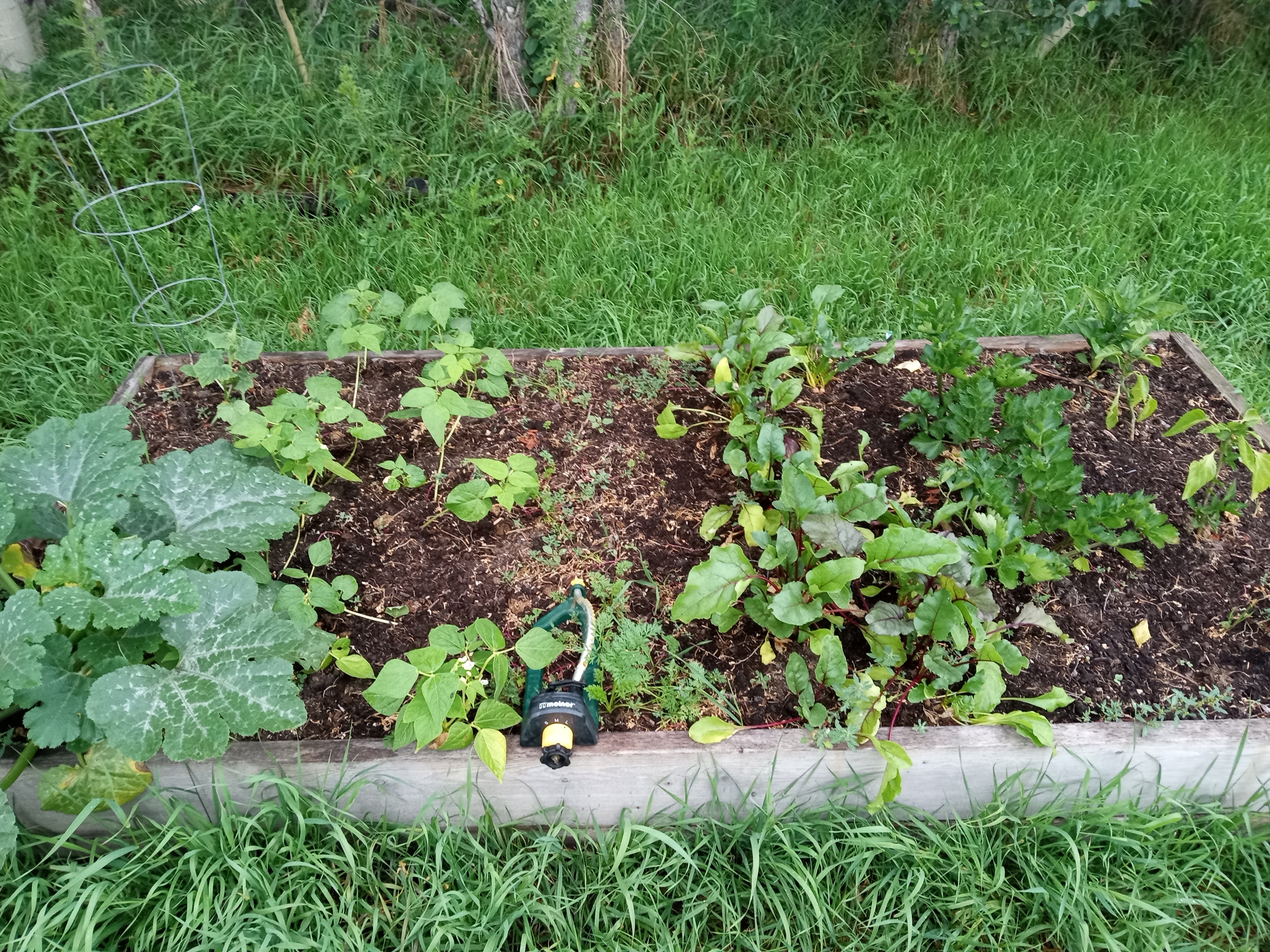 Interesting summer garden - raised bed two end of July
