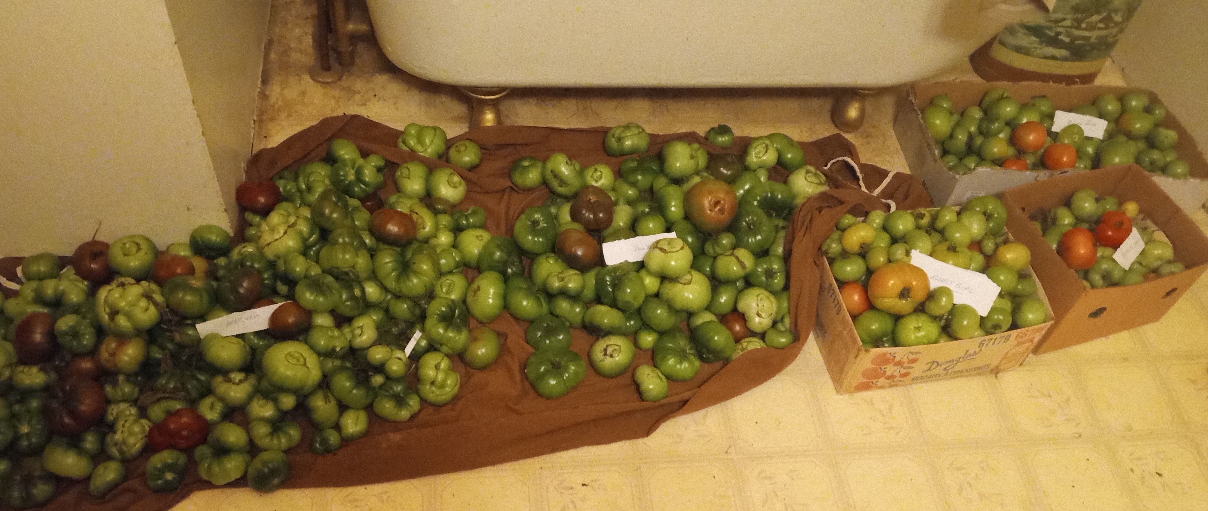 The tomato trials - ripening in the bathroom