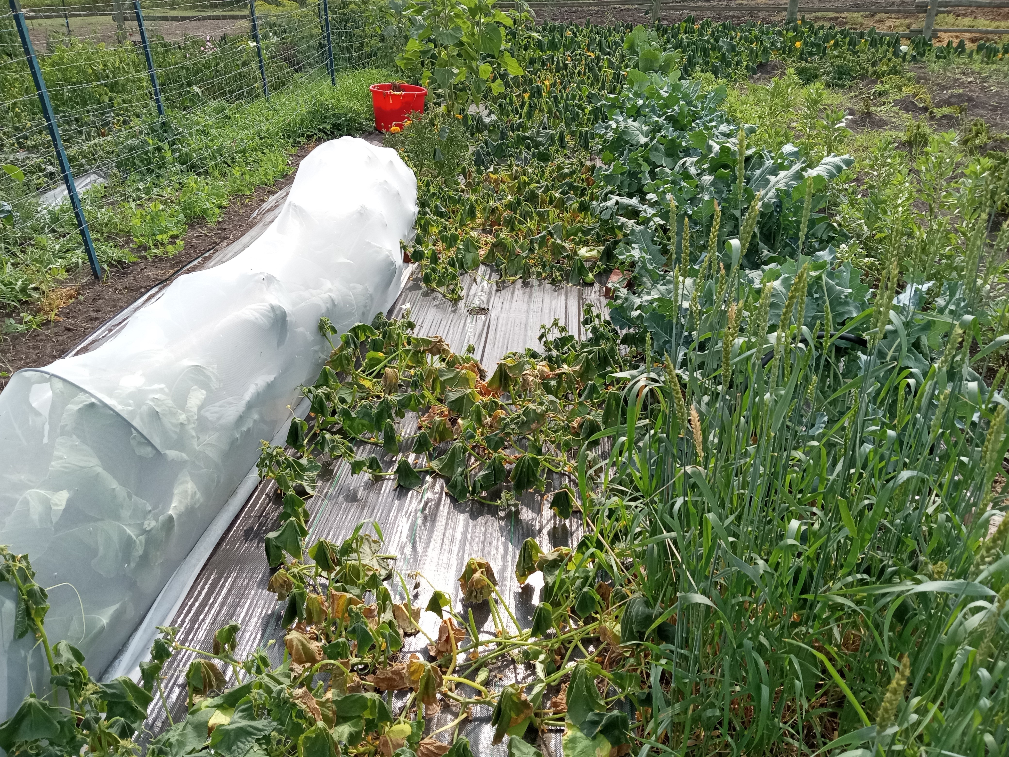 Interesting summer garden- frost tolerant plants after frost