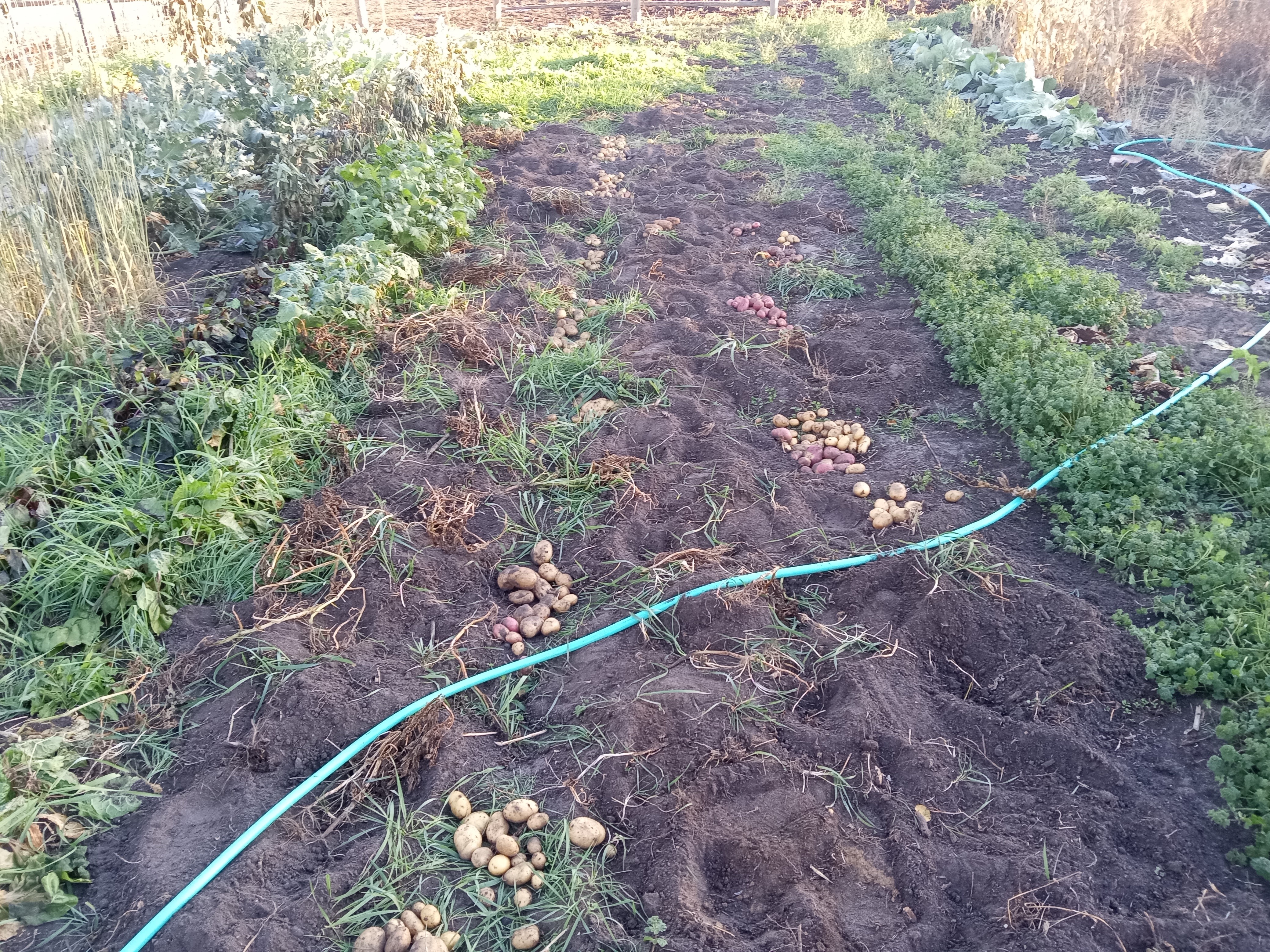 Interesting summer garden - potato harvest