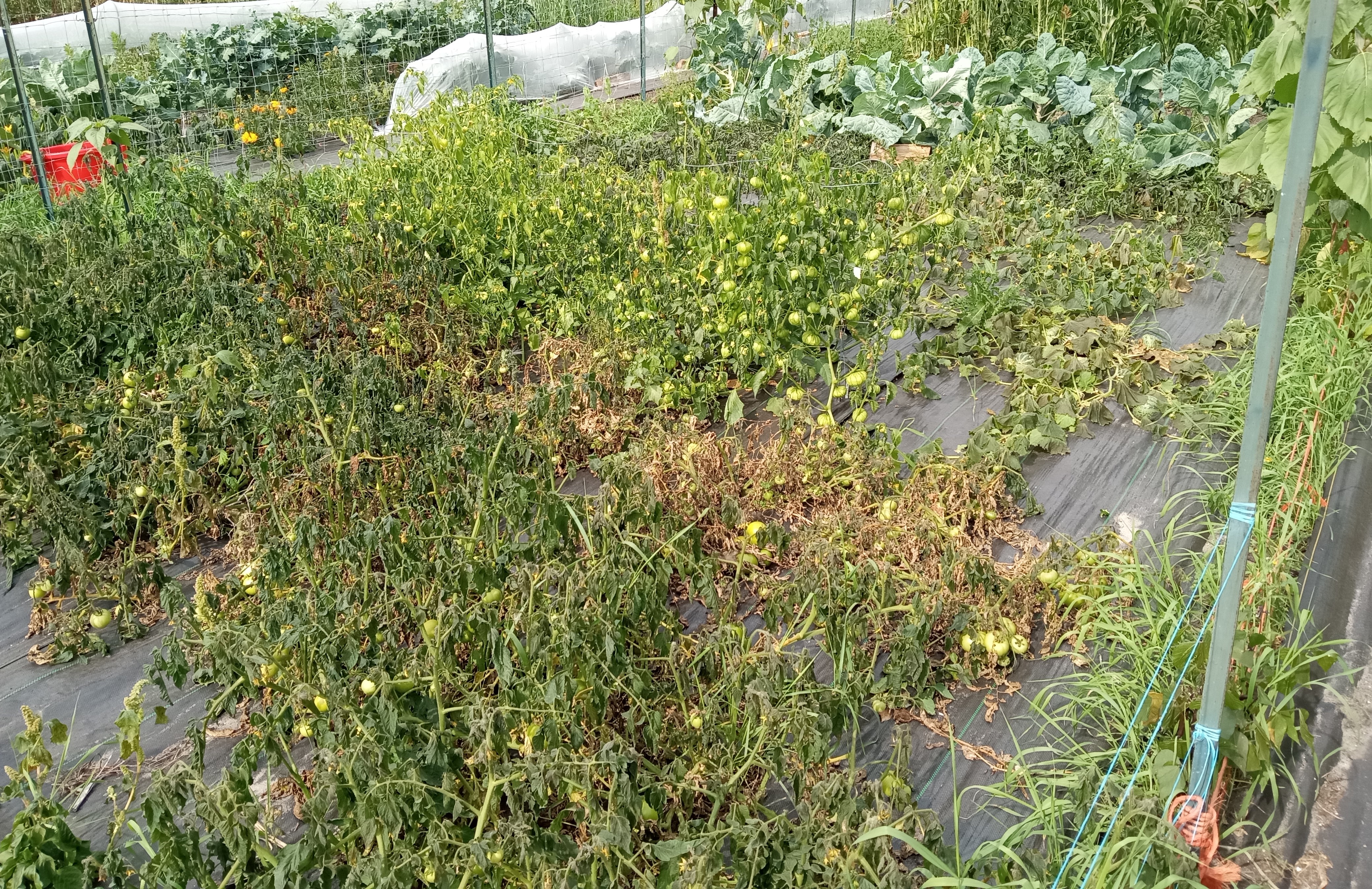 Interesting summer garden - tomatoes and melons after frost