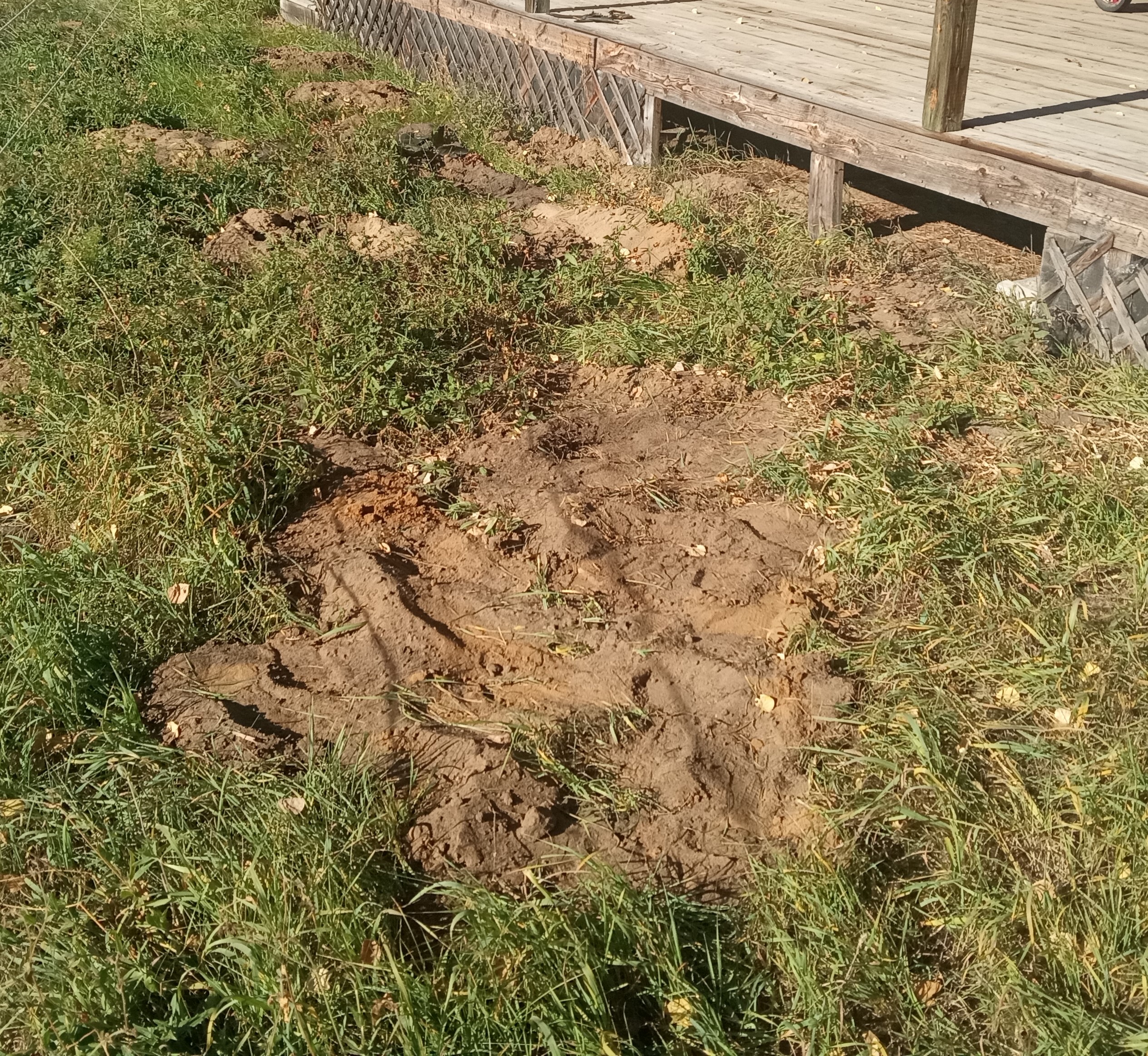 Interesting summer garden - mole damage by house