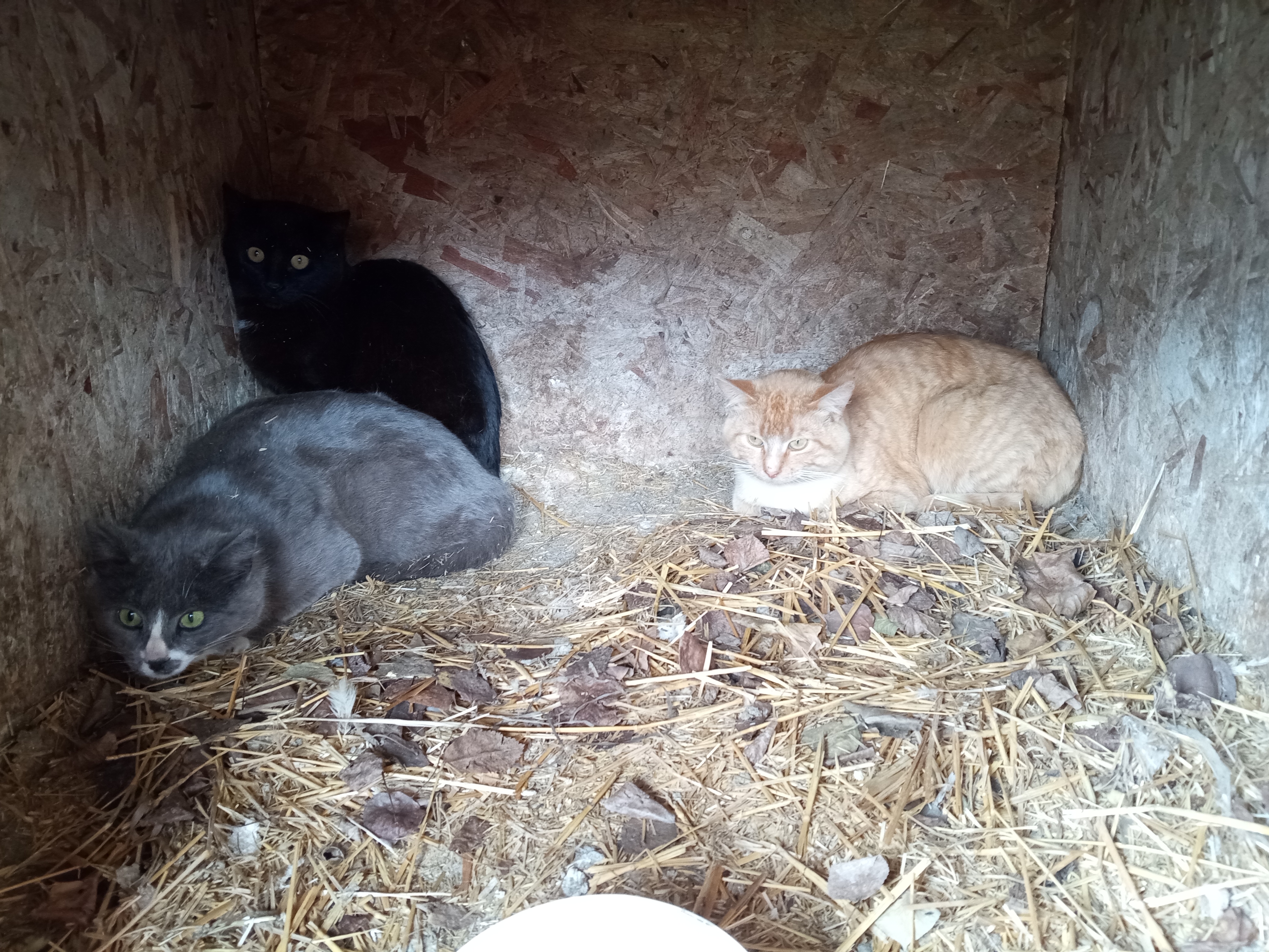 Zone 3 Garden is in - cats