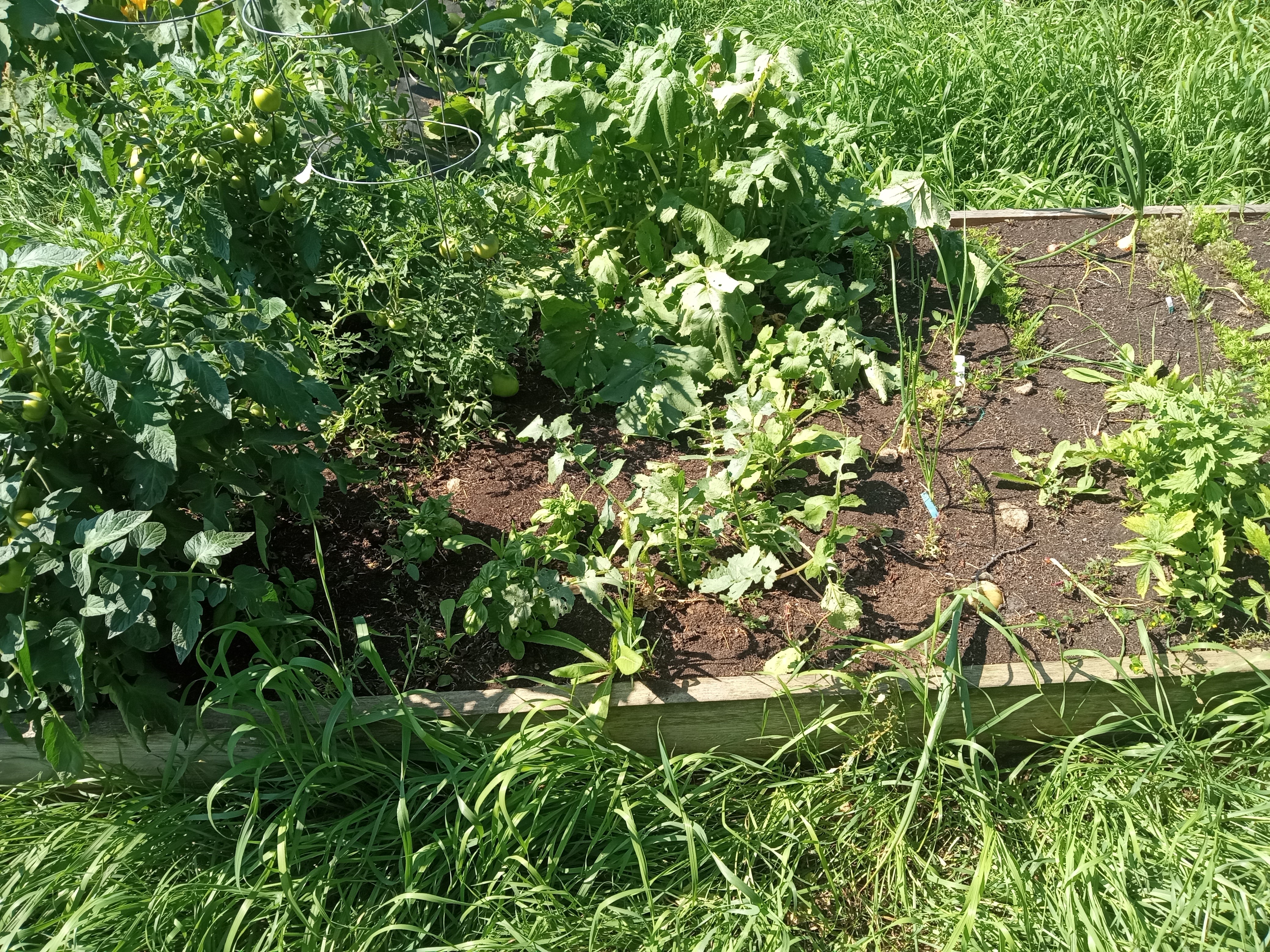 Interesting summer garden - raised bed three end of August
