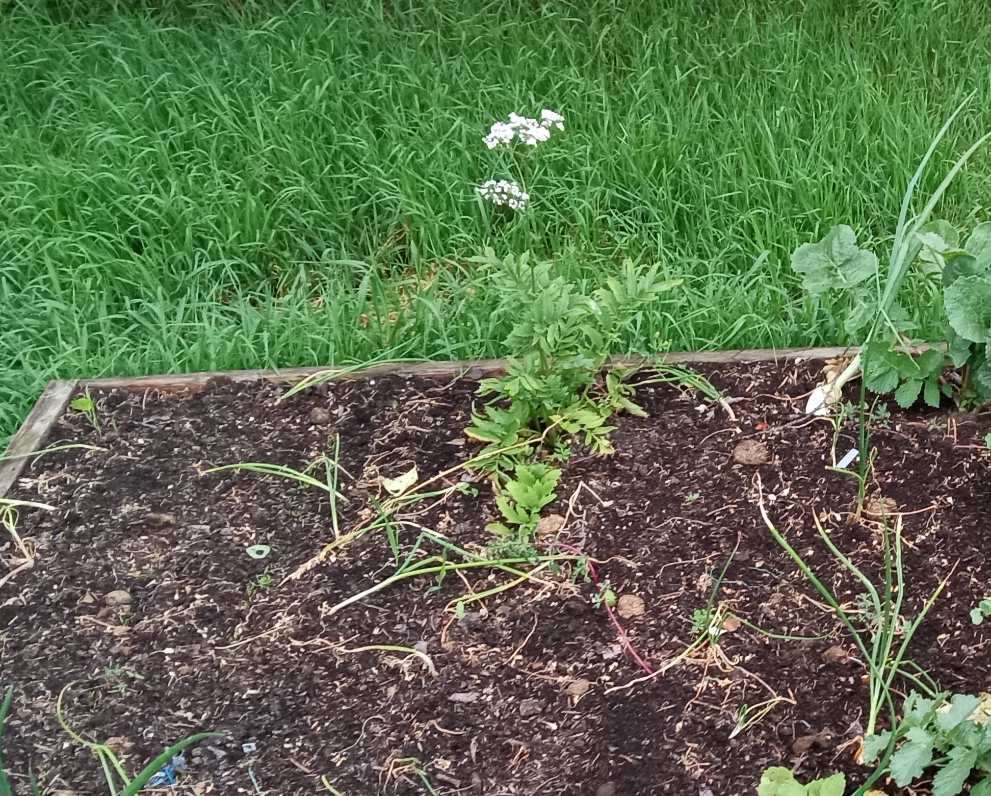 Interesting summer garden - Valerian plant