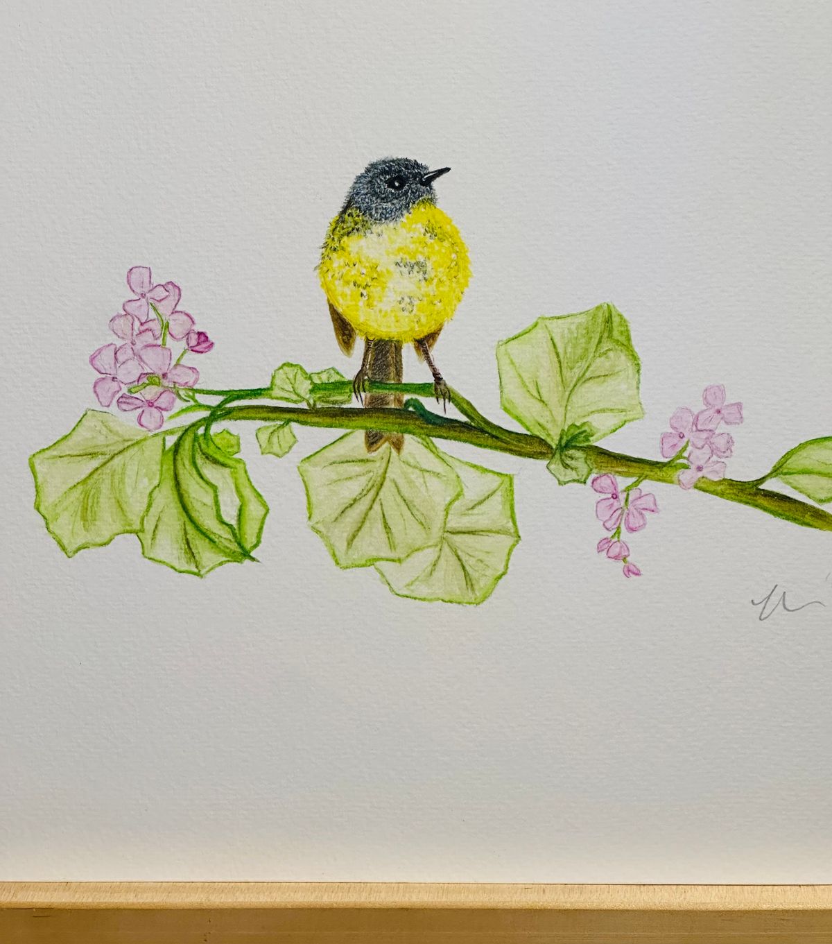 Yellow Breasted Robin "Amongst the Geraniums"