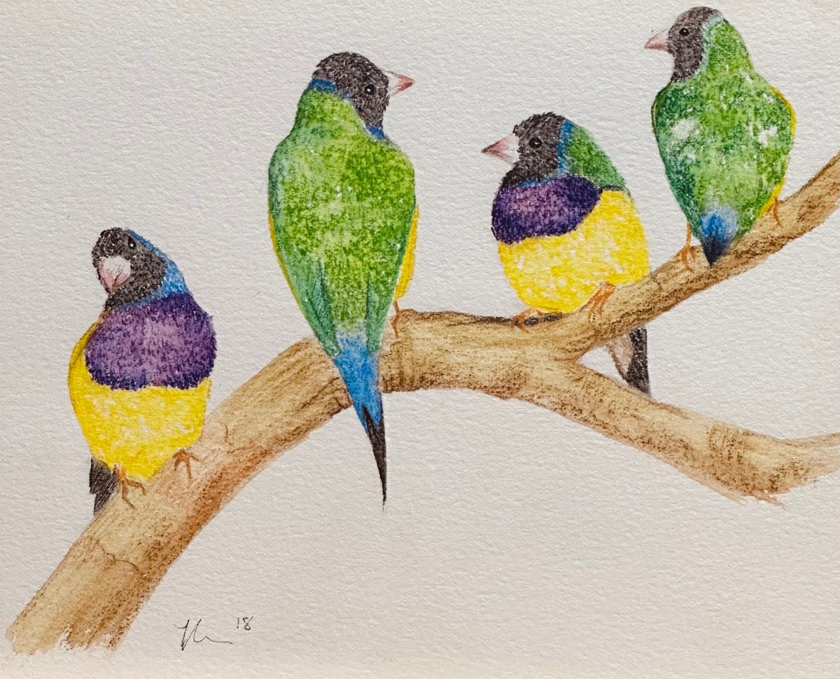 Rainbow Finches from the 'In The Garden' series