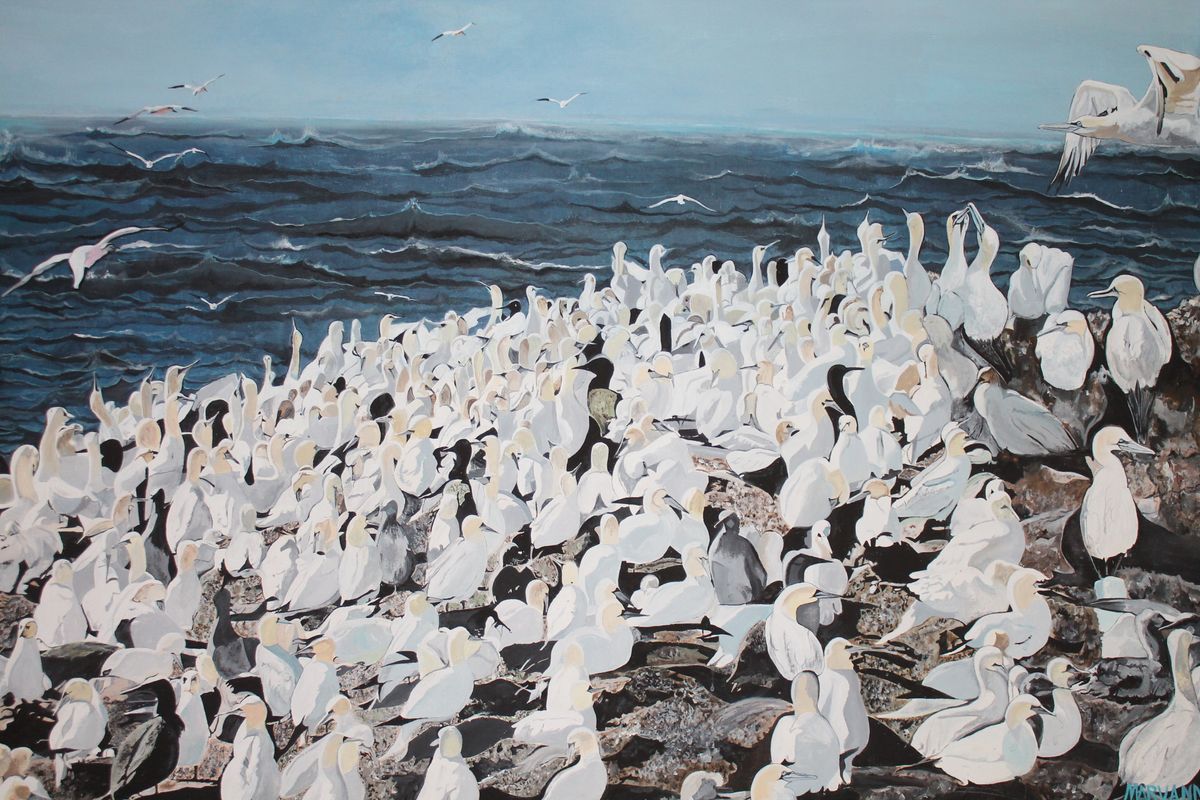 Gannets Getting Their Fill of Life on the Rocks