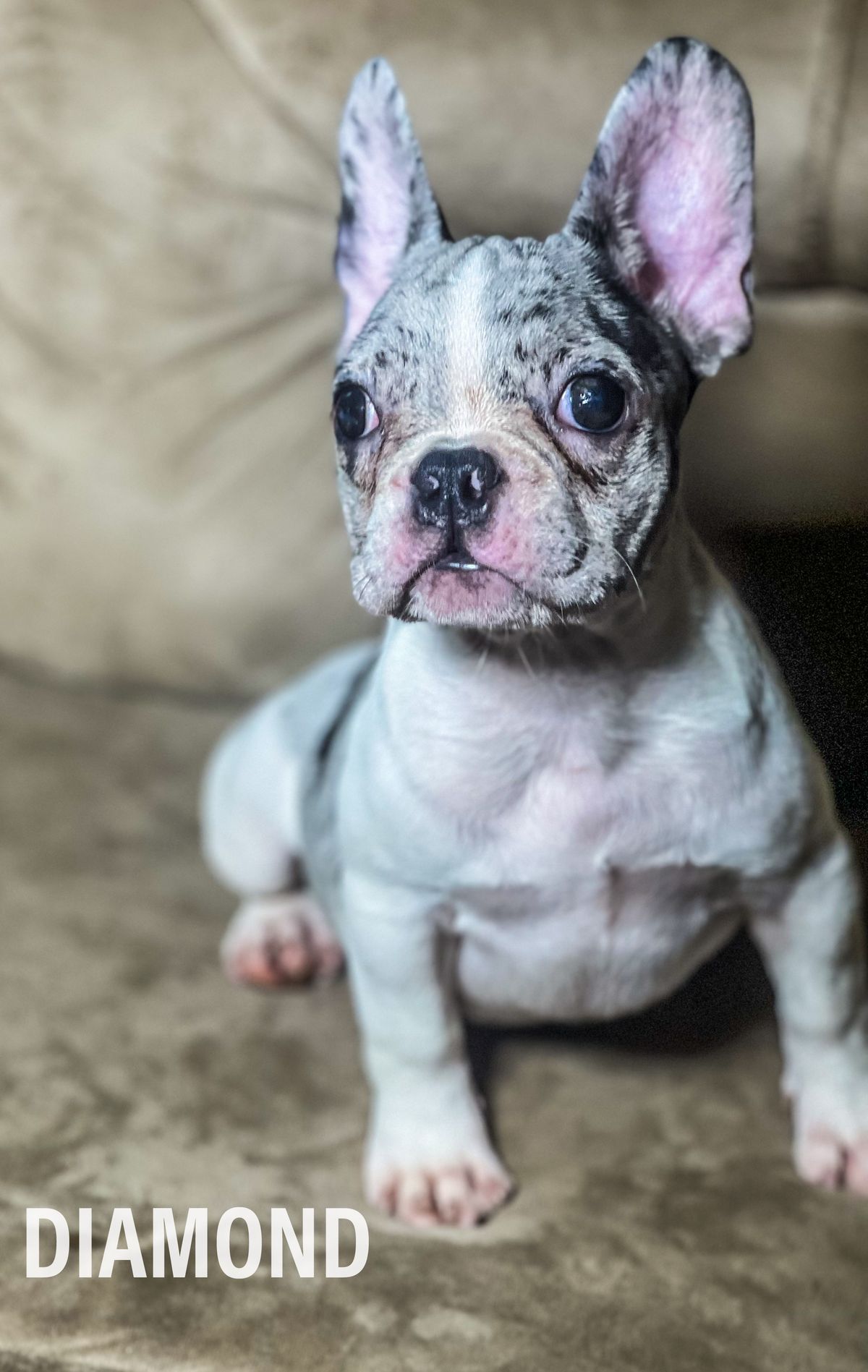 DIAMOND