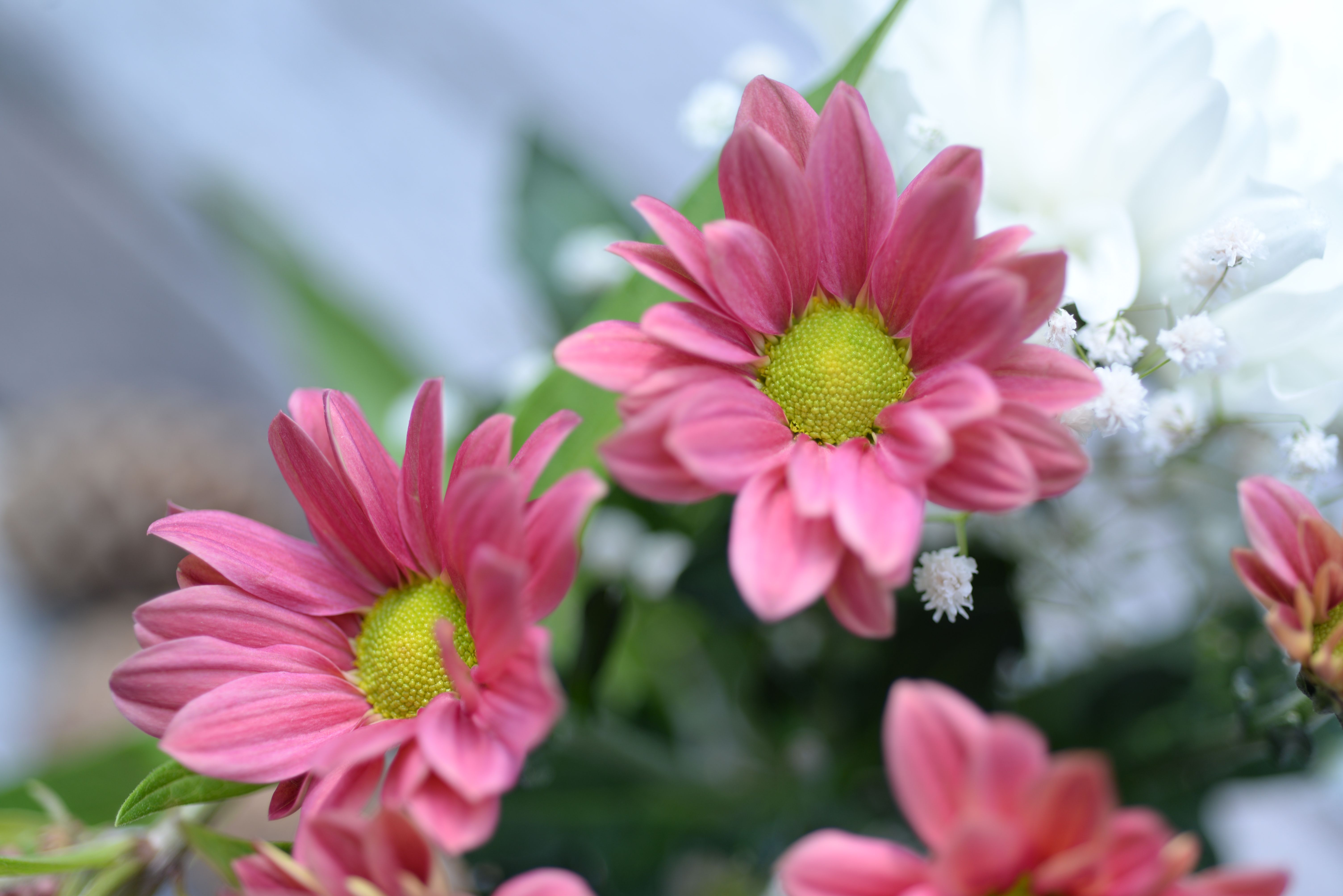 Close-up of pink daisies with a soft-focus background.