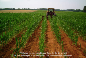 Muhammad Farms