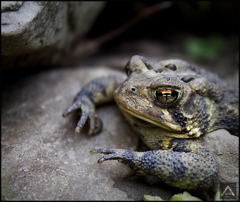 Mama Toad Resting on a Rock
