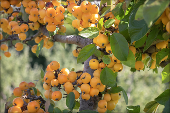 Crab Apples in Tree

