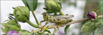 A Grasshopper Relaxing on a Forsythia Branch
