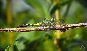A Dragonfly Sunbathing During the Summer Heat
