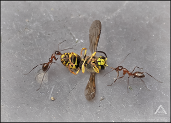 Ants vs Hornet
