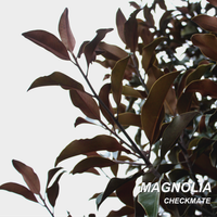 magnolia (2021) by CHECKMATE