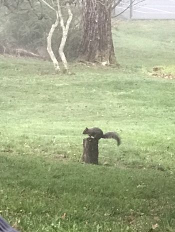 Wildlife
