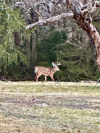 Winter wildlife at Green Gables
