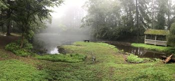 The pond
