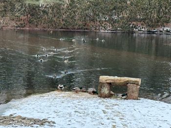 Pond area Jan 2025 - The Green Gables Ducks
