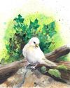 White Bird
