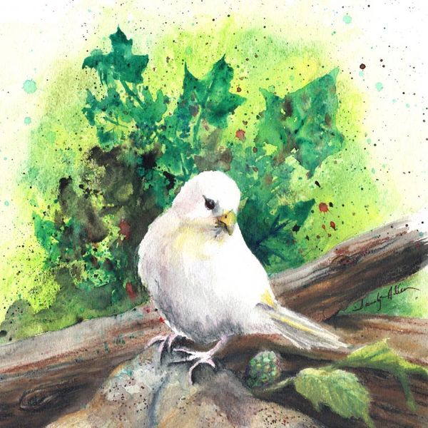 White Bird