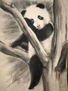 Panda Baby in Tree
