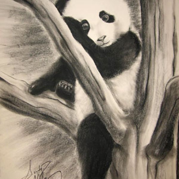Panda Baby in Tree