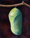 Monarch Chrysalis