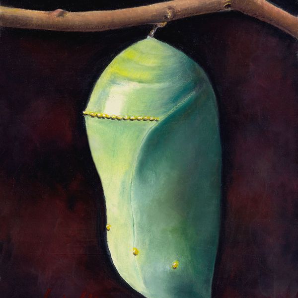Monarch Chrysalis