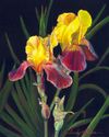 Yellow Irises