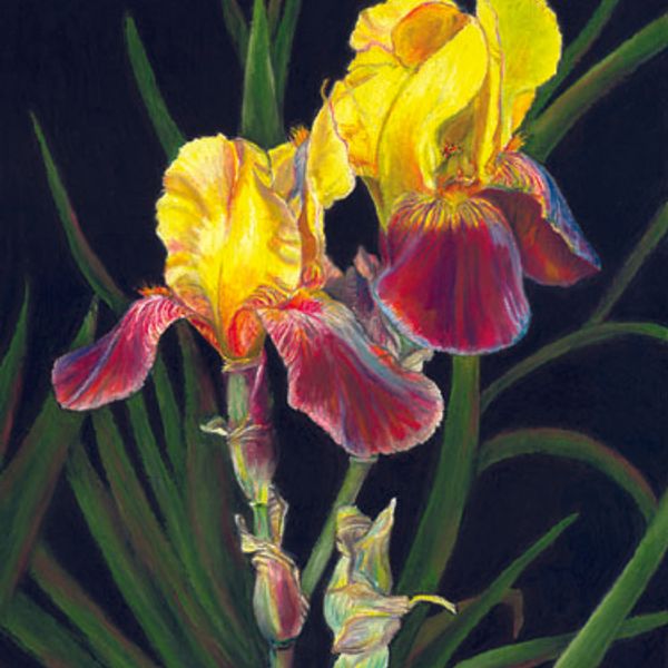 Yellow Irises