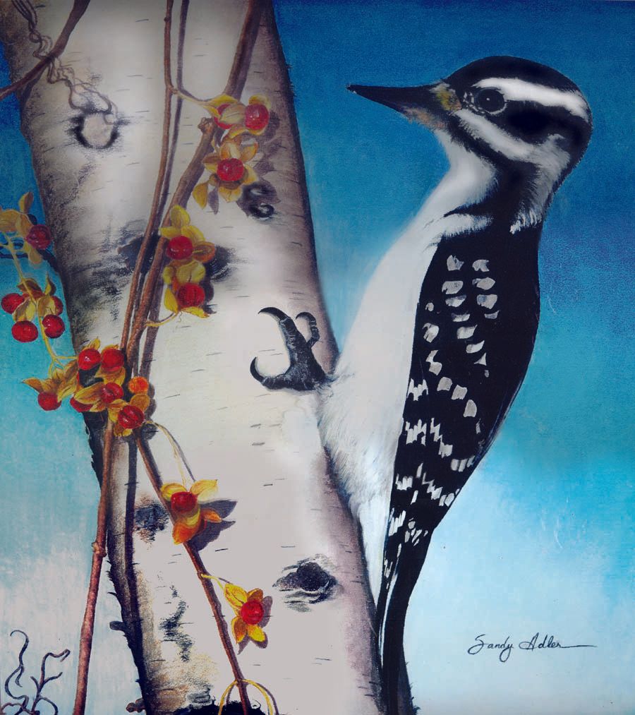 Downy Woodpecker