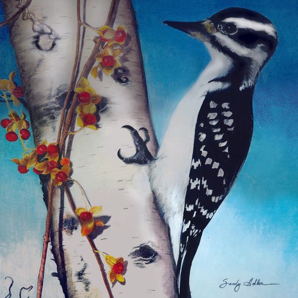 Downy Woodpecker