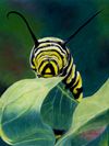 Monarch Caterpillar