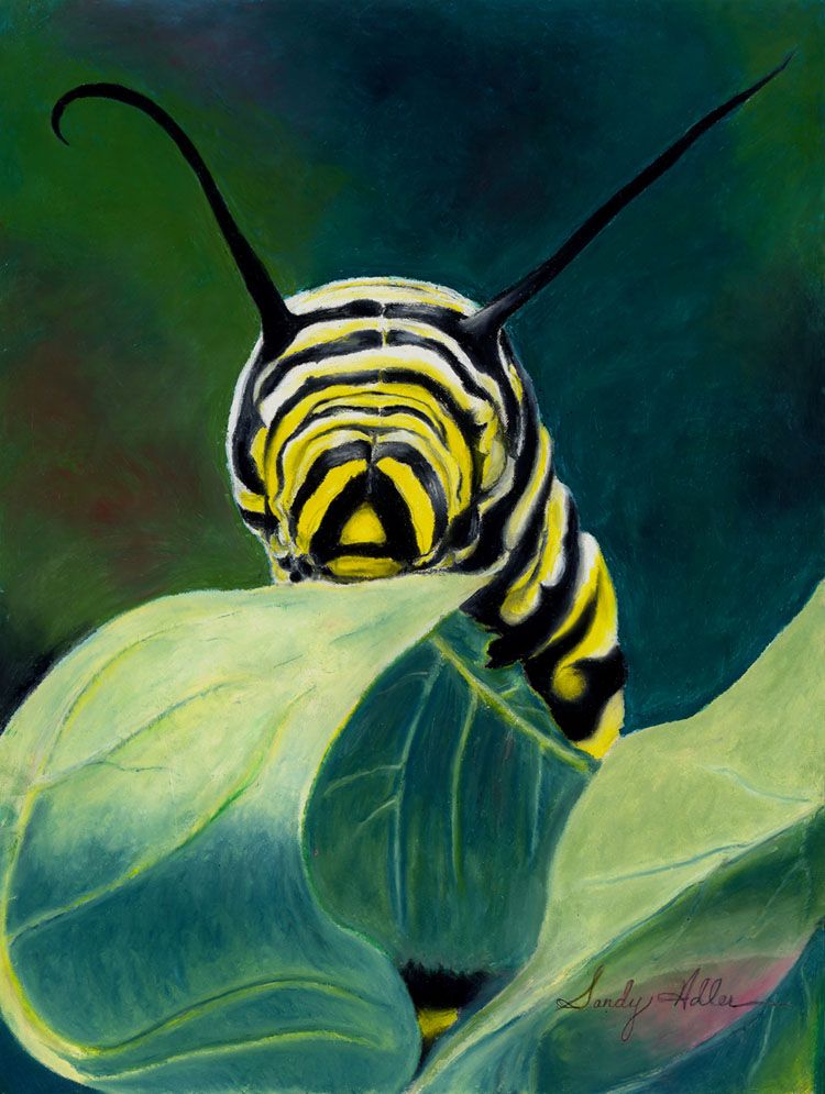 Monarch Caterpillar