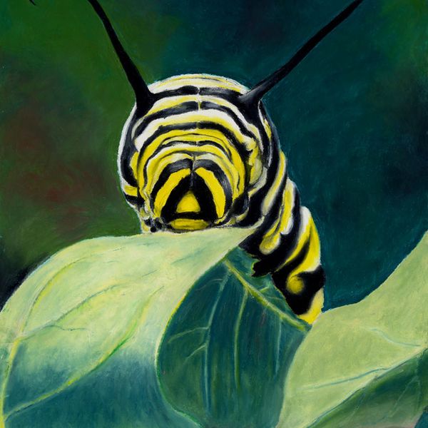 Monarch Caterpillar