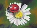Ladybug