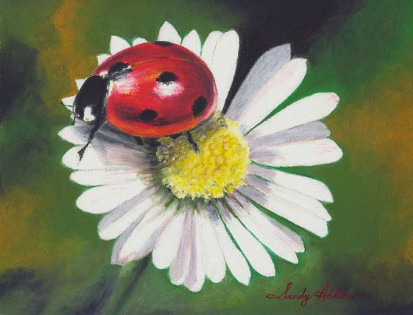 Ladybug