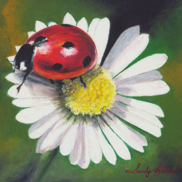 Ladybug