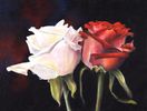 Rose Duo