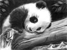 Panda Baby