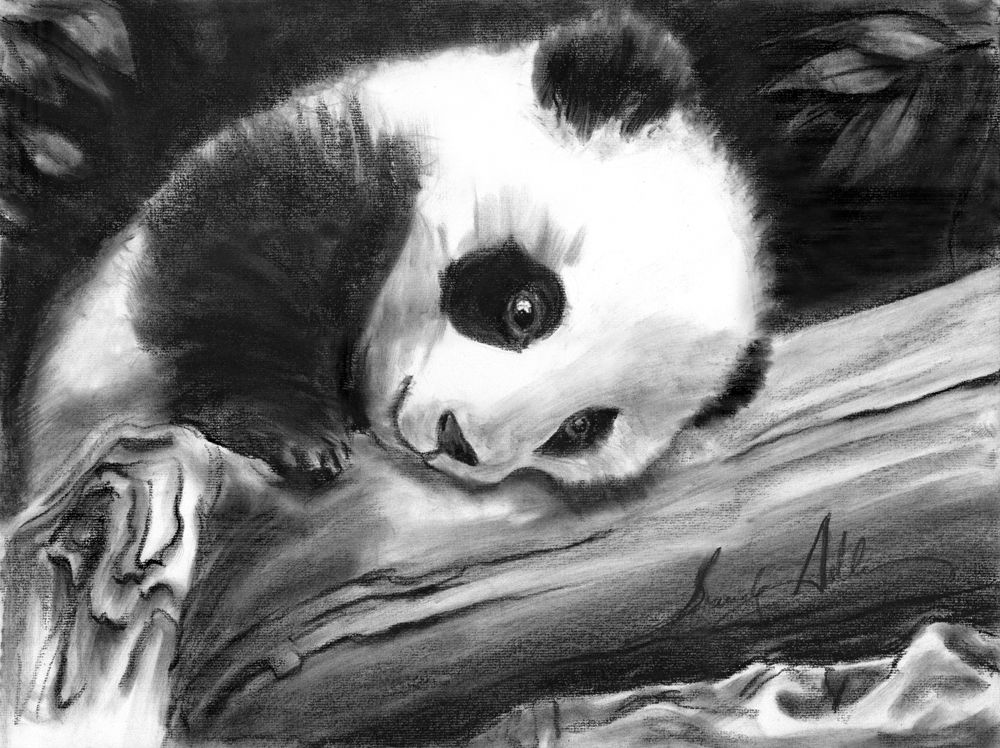 Panda Baby