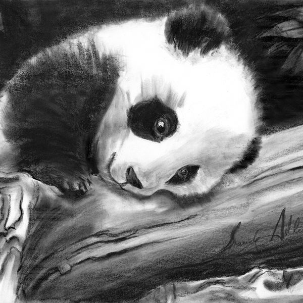 Panda Baby